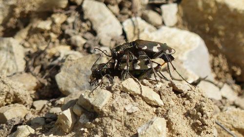Réf. 203 370 : Cicindela sylvicola